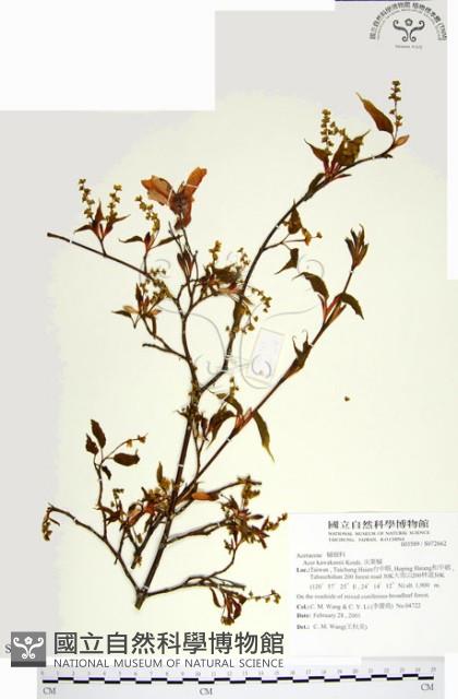 尖葉槭藏品圖，第1張