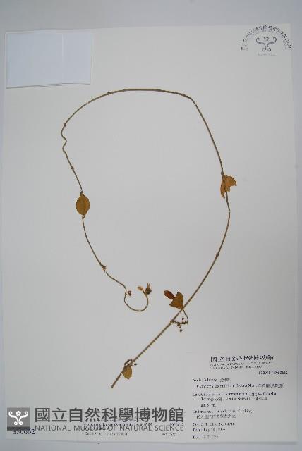 武靴藤藏品圖，第1張