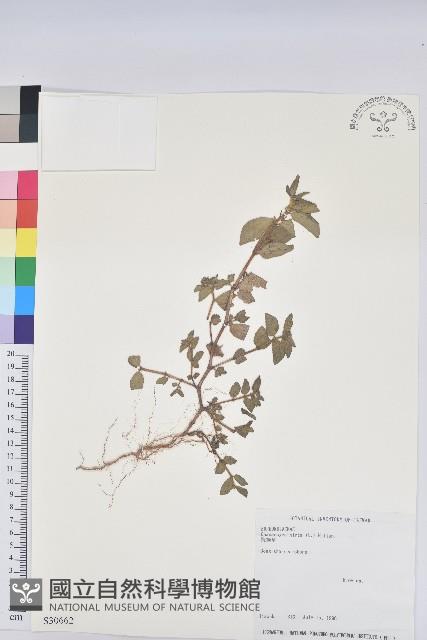 飛揚草藏品圖，第1張