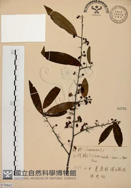 山胡椒藏品圖，第1張