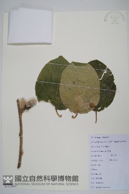 毛花楊桃藏品圖，第1張