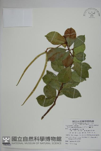 蘭嶼絡石藏品圖，第1張