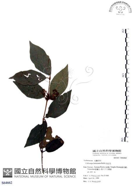 杜虹花，台灣紫珠藏品圖，第1張