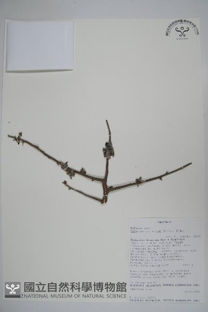 登錄號:S093662藏品圖，第1張