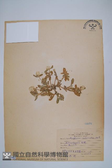 假千日紅藏品圖，第1張