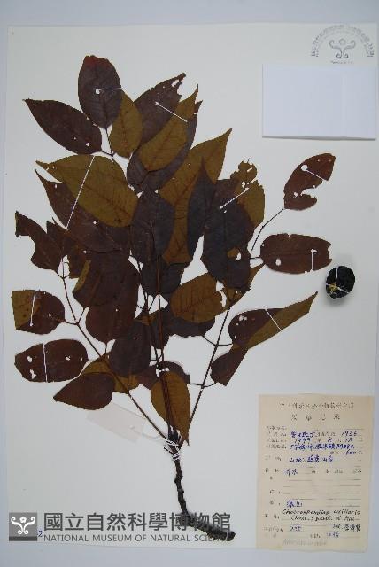 南酸棗藏品圖，第1張