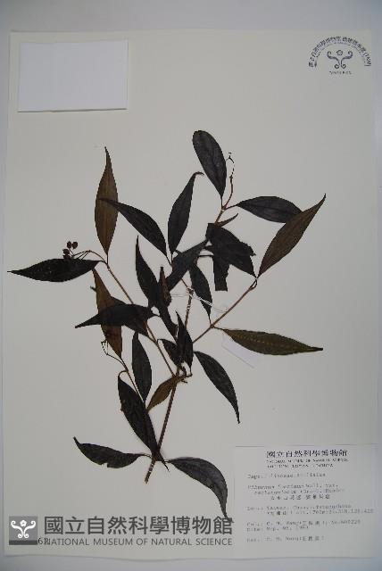 玉山糯米樹、狹葉糯米樹藏品圖，第1張