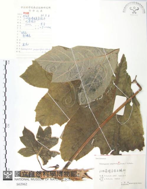 通脫木、通草藏品圖，第1張