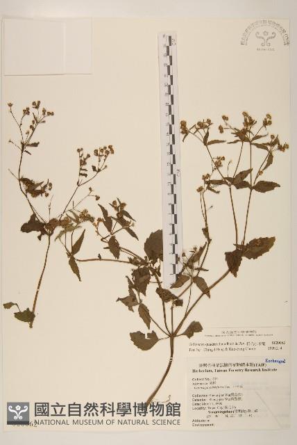 粗毛小米菊藏品圖，第1張