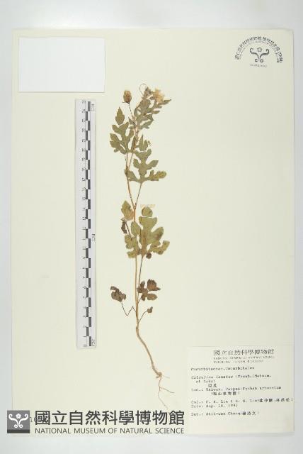 西瓜藏品圖，第1張