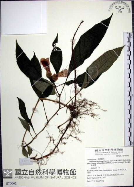 角桐草、台灣半蒴苣苔藏品圖，第1張