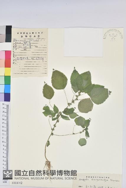 短序鐵莧菜藏品圖，第1張