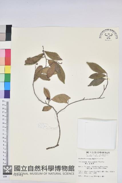 南仁五月茶藏品圖，第1張