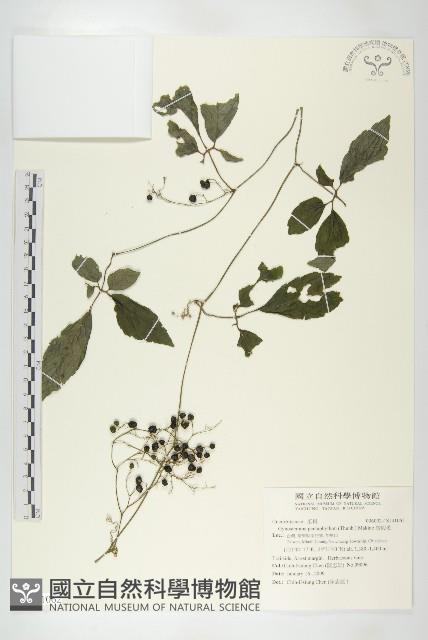 絞股藍藏品圖，第1張