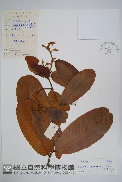 天堂瓜馥藏品圖，第1張