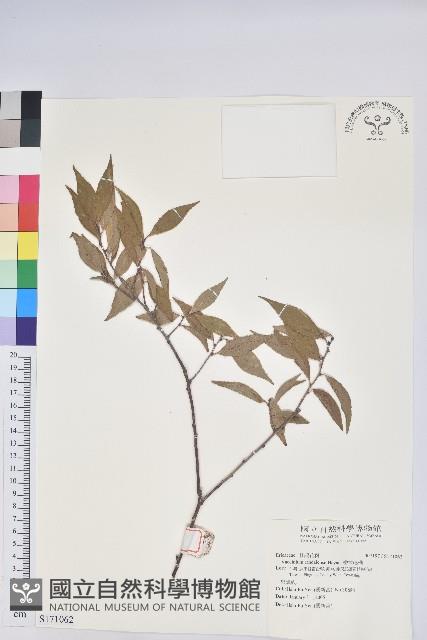 巒大越橘藏品圖，第1張