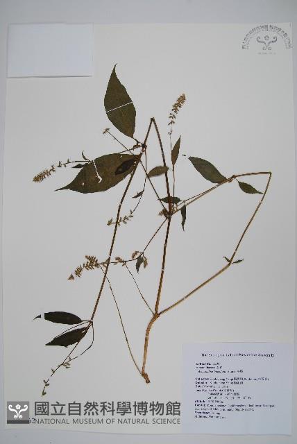 牛膝藏品圖，第1張