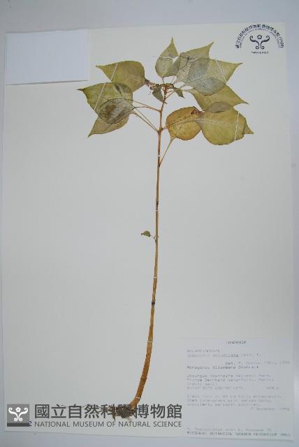 非洲鳳仙花藏品圖，第1張