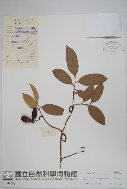 鷹爪花藏品圖，第1張