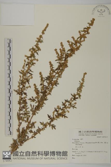 登錄號:S074062藏品圖，第1張