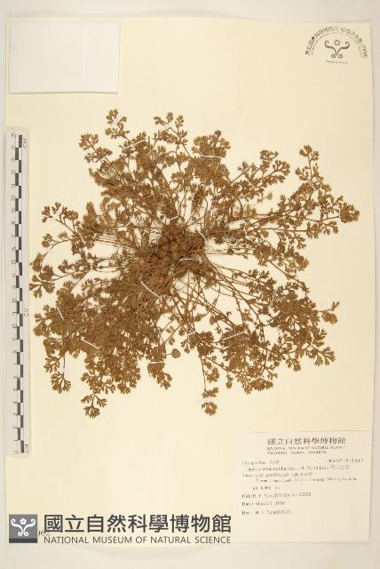 假吐金菊藏品圖，第1張