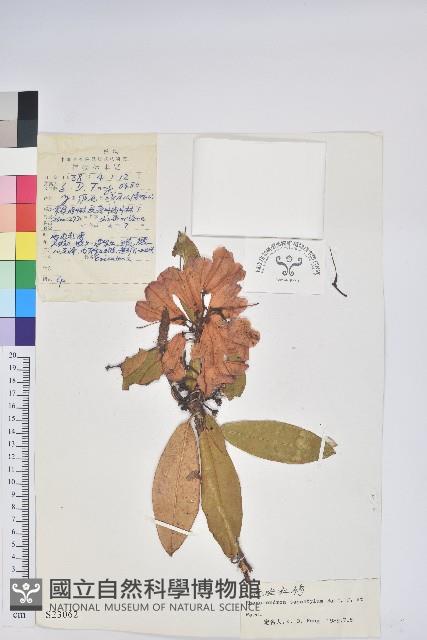 光柱杜鵑藏品圖，第1張