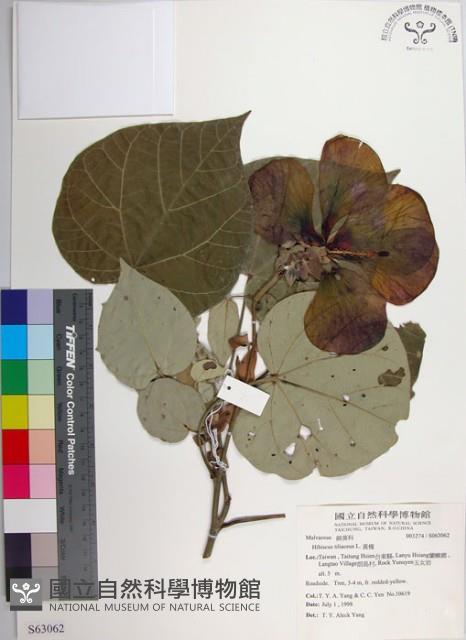 黃槿藏品圖，第1張