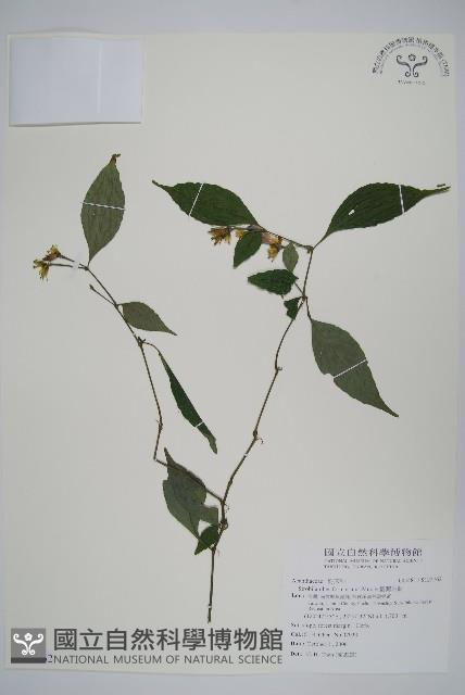 臺灣馬藍藏品圖，第1張