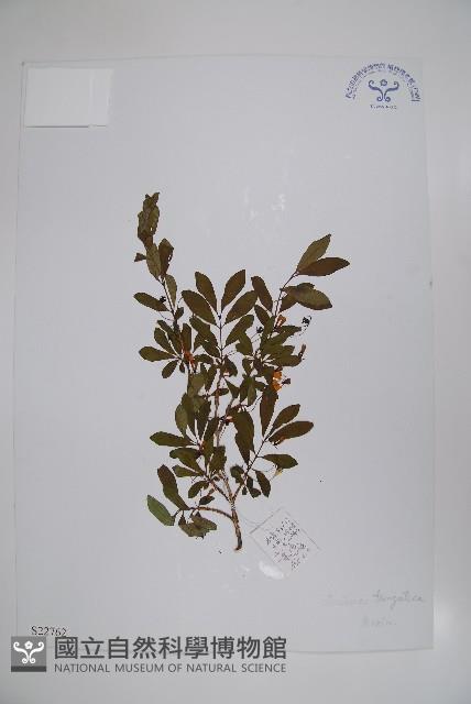 唐古特忍冬藏品圖，第1張