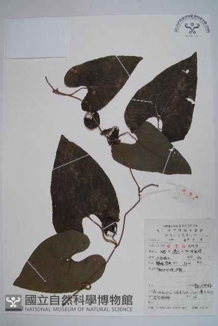 管花馬兜鈴藏品圖，第1張