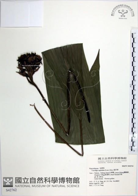 船子草、船仔草藏品圖，第1張