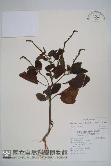 狗尾草藏品圖，第1張