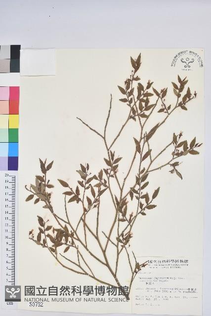 毛蕊花藏品圖，第1張