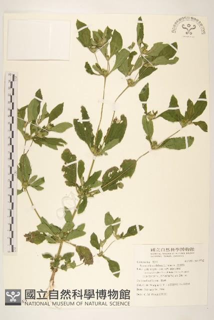 金腰箭藏品圖，第1張