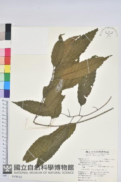 狹葉櫟藏品圖，第1張