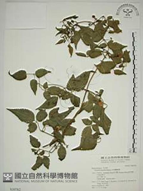 小木通藏品圖，第1張