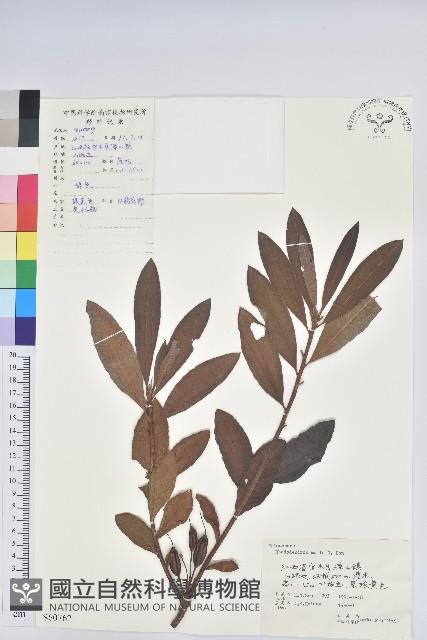 羊躑躅藏品圖，第1張