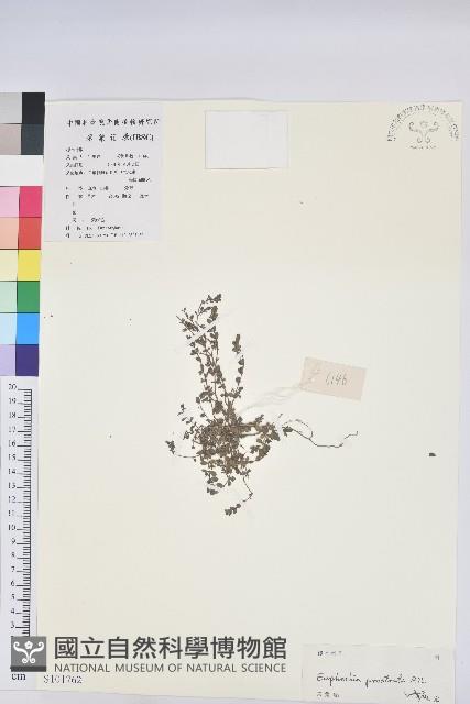 伏生大戢藏品圖，第1張