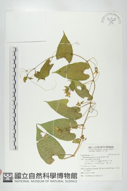 斑花青牛膽藏品圖，第1張