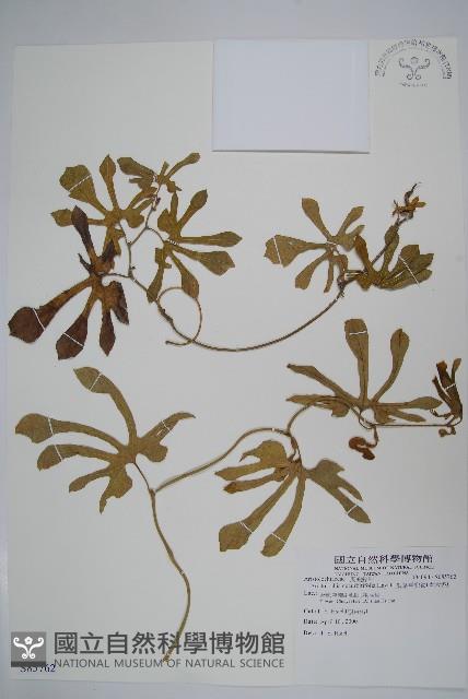 瓜葉馬兜鈴、青木香藏品圖，第1張