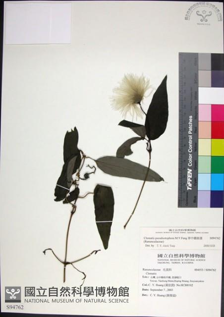 華中鐵線蓮藏品圖，第1張