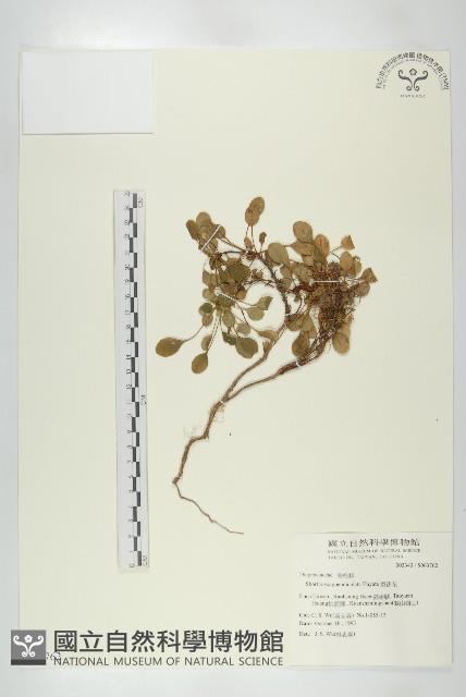 裂緣花藏品圖，第1張