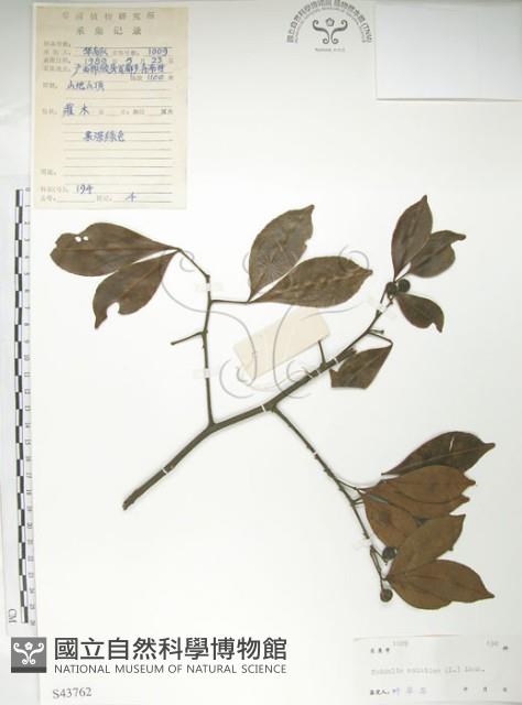 飛龍掌血藏品圖，第1張