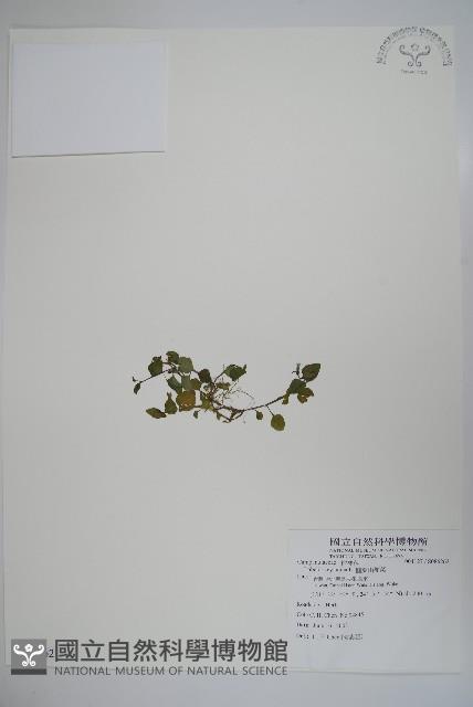 圓葉山梗菜藏品圖，第1張