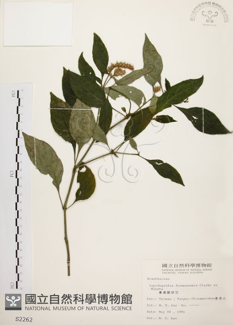 臺灣鱗球花藏品圖，第1張