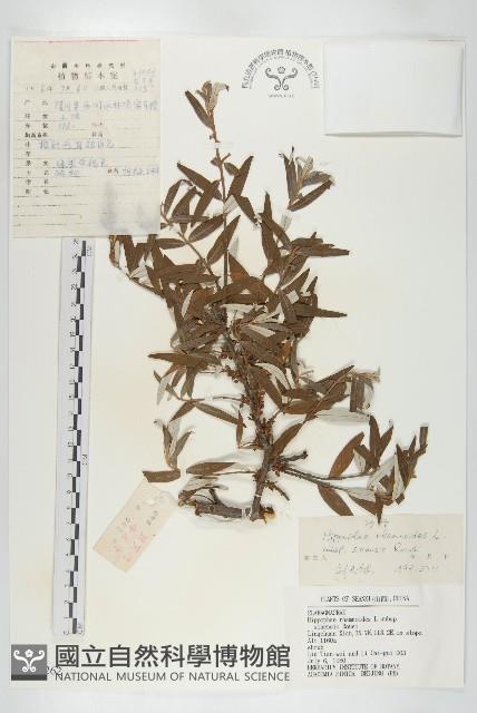 笑靨花藏品圖，第1張