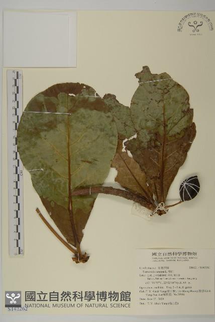 欖仁藏品圖，第1張