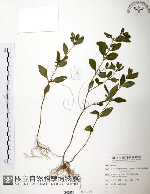 克非亞草藏品圖，第1張