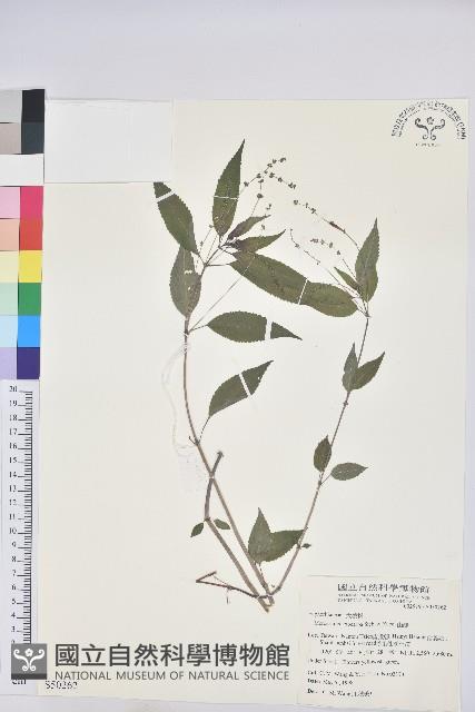 山靛藏品圖，第1張