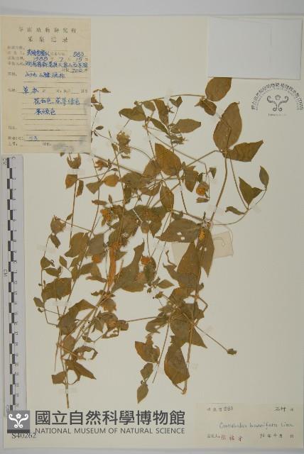 狗筋蔓藏品圖，第1張